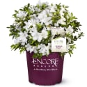 Live Plants and Planter Deals at Walmart: Up to 62% off + free shipping w/ $35