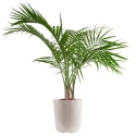 House Plants at Lowe's: Up to 50% off + free shipping w/ $35