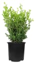 Live Plants at Lowe's: Deals from $13 + free shipping w/ $35