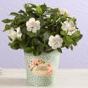Mother's Day Plants at 1-800-Flowers: 25% off + free shipping w/ Celebrations Passport: Deal News
