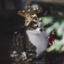 How to Keep Your Cat Out of Your Christmas Tree
