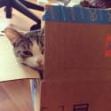 How I Save $600 a Year on Cat Food Using Amazon Prime