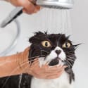 How to Wash Cats, Pillows, and Other Awkward Items
