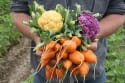 Tips for Turning Your Backyard Patch into a Garden of Eatin'
