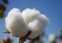 Cotton Prices Are Down! Does that Mean T-Shirts Will Cost Less Now?