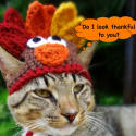 The Perfect Remedy for Black Friday Overload: Pets in Thanksgiving Costumes!