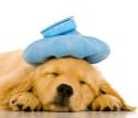 How to Tell If Pet Insurance Policies Are Worth the Cost