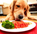 Pay More for Organic Dog and Cat Food Now, Spend Less at the Vet Later