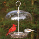 A Guide to Bird Feeders and Seeds for Backyard Bird Watching