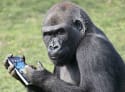 Rumor Roundup: Did HTC Lie About Gorilla Glass? Apple Wants Your DNA?