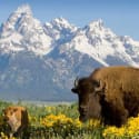 Ask an Editor: How Can I Save on a Trip to Yellowstone and Grand Teton National Park?