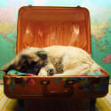 Everything You Need to Know About Traveling With Pets