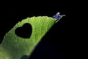 4 Unusual Twists on Traditional Gifts for Valentine's Day 2011