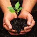 5 Deals to Transform a Yard or Garden: From Live Plants to Live Lady Bugs