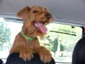 Deals To Keep Your Dog Safe While Driving