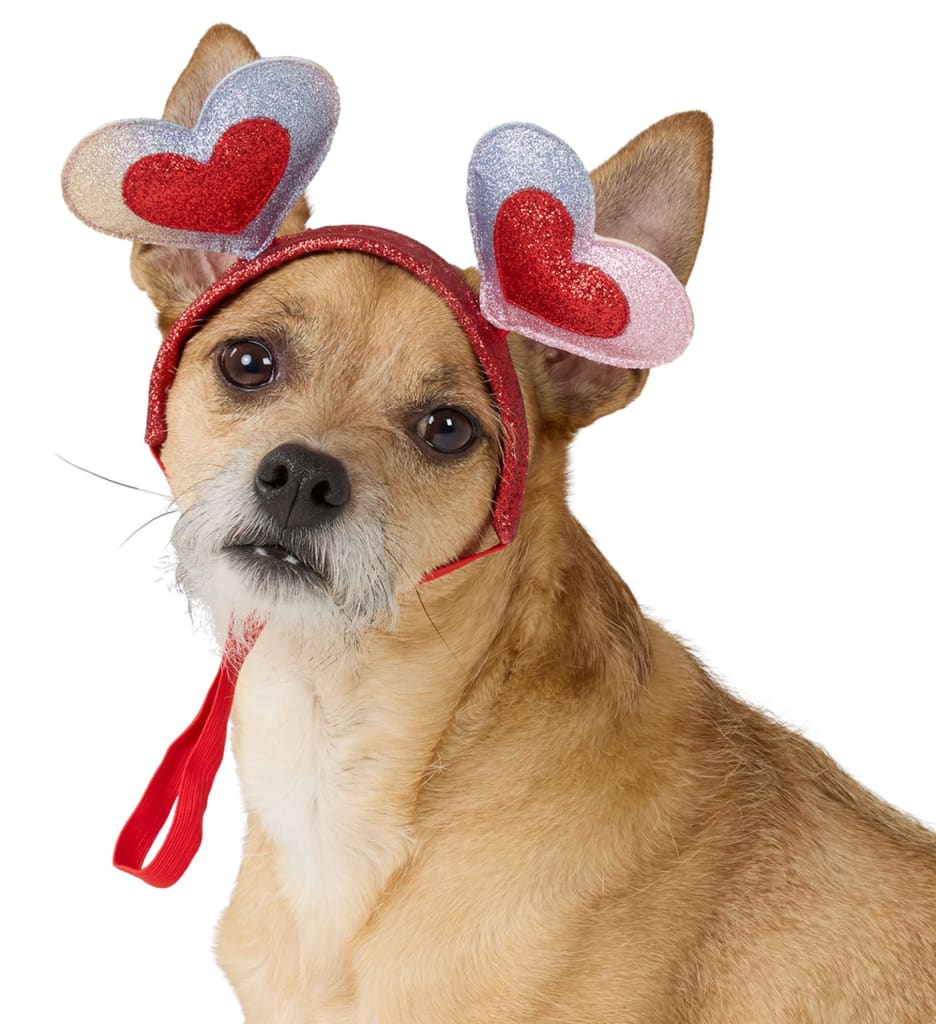 PetSmart Dog Clearance