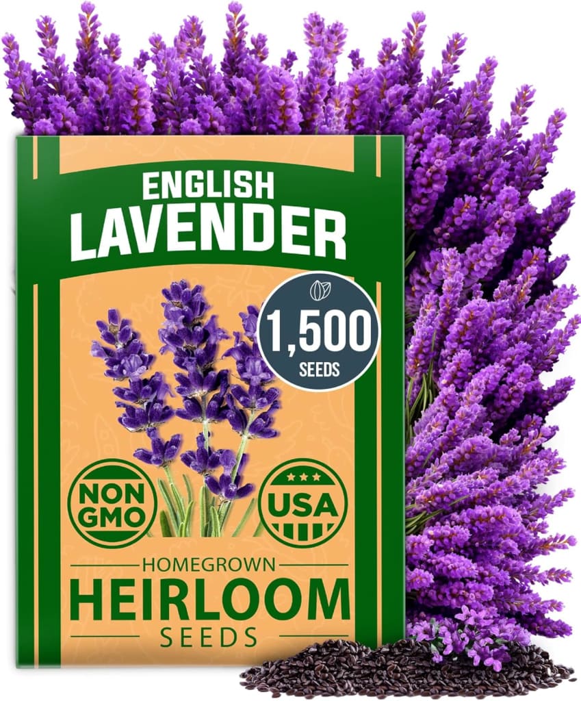 1,500+ English Lavender Seeds