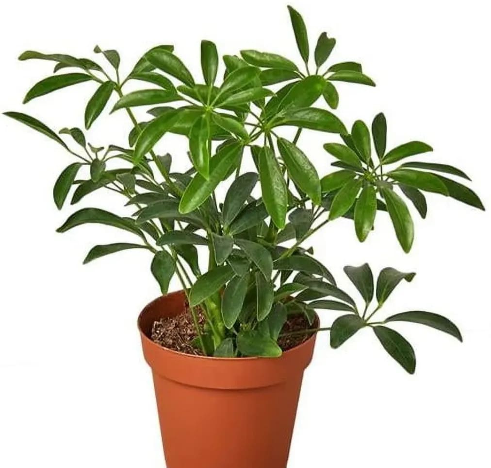 Live Plant Deals at Walmart