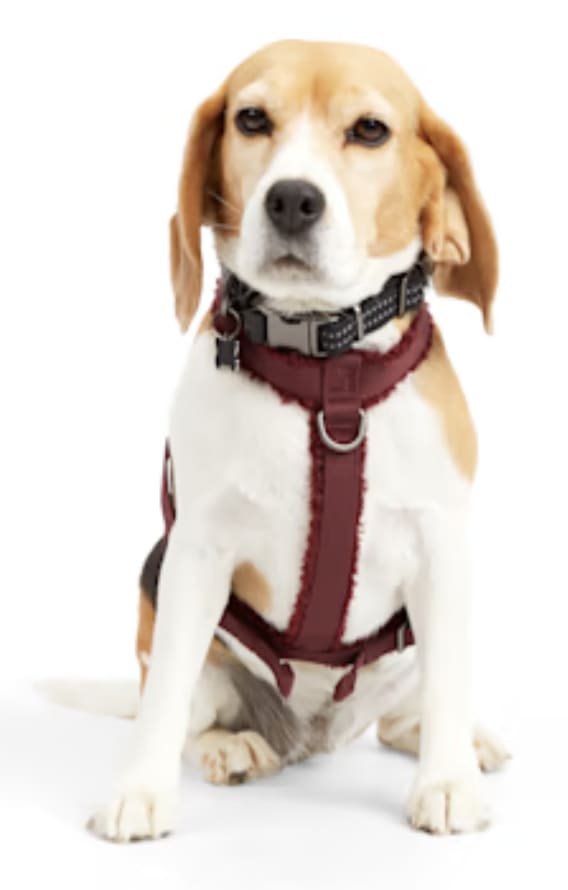 Petco Clearance Event up to 50 off + up to an extra 20 off