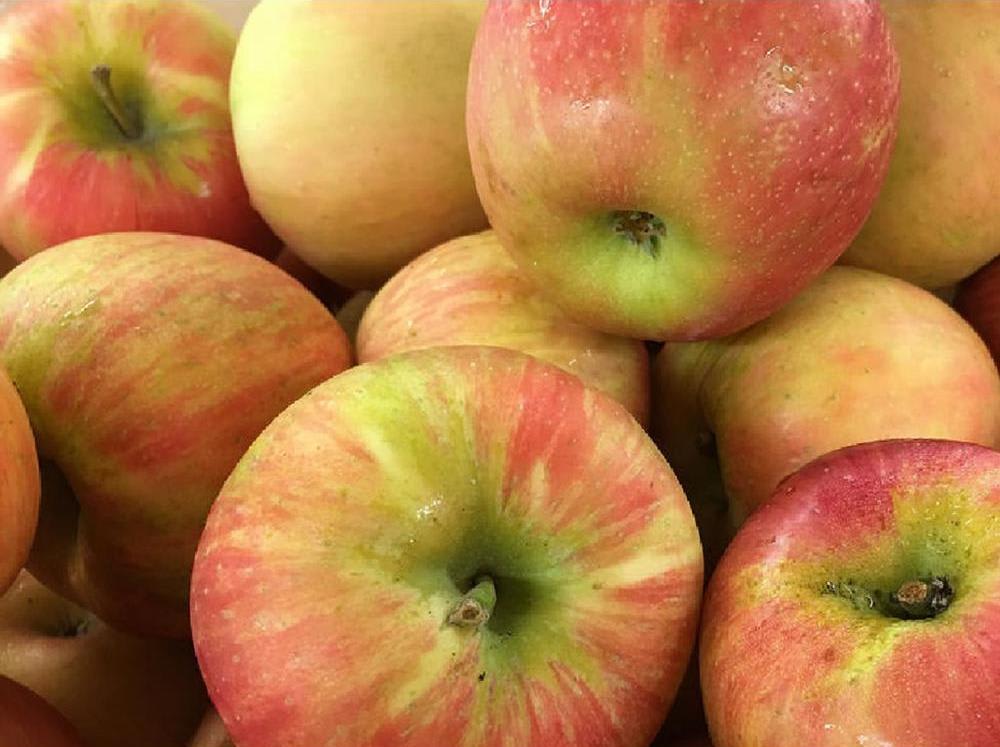 Dwarf Honeycrisp Apple Tree Bare Root for 23