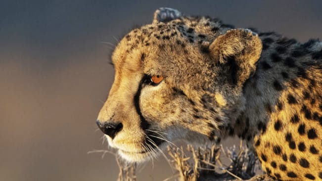 9-day Luxe South African Safari & Cape Town Vacation from $2,999 per person