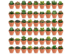 Succulent Candles 60-Pack