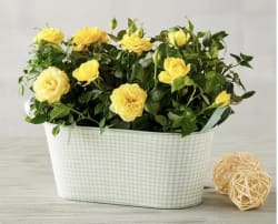 Plant & Garden Sale at 1-800-Flowers: Up to 30% off + shipping varies