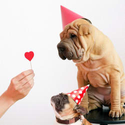 National Dog Day Deals: Nearly 1,000 Discounts at Chewy