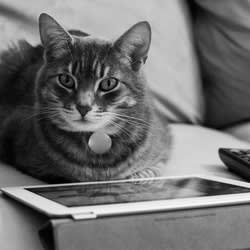 Cat Stole Your iPad? Here Are 5 Editors' Choice Tablets to Replace It