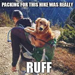 Backpacks Aren't Just for Students! Deals From $10