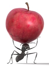 Do-It-Yourself Organic Pest Control That Can Improve Your Skin?