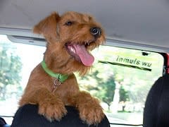Deals To Keep Your Dog Safe While Driving