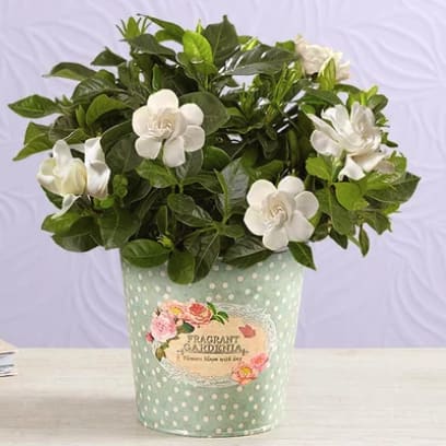 Mother's Day Plants at 1-800-Flowers: 25% off + free shipping w/ Celebrations Passport
