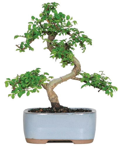 Brussel's Bonsai Trees at Lowe's from $20 + free shipping w/ $45