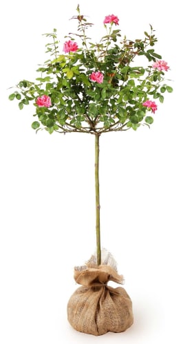 Brighter Blooms Pink Knock Out Rose Tree from $75 + free shipping