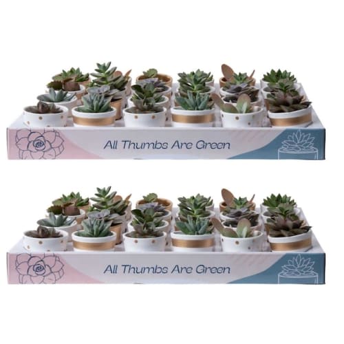 Costa Farms Succulents 48-Pack for $91 + free shipping