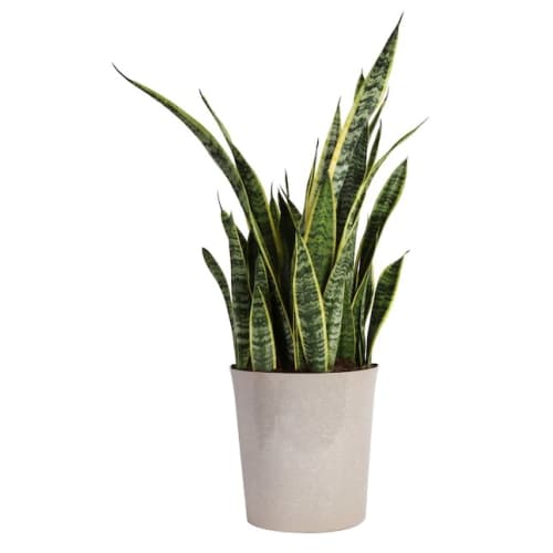 Costa Farms Snake Plant House Plant for $31 + free shipping w/ $45